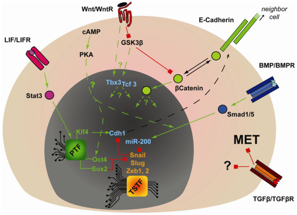 Genes 02 00081f3 1024