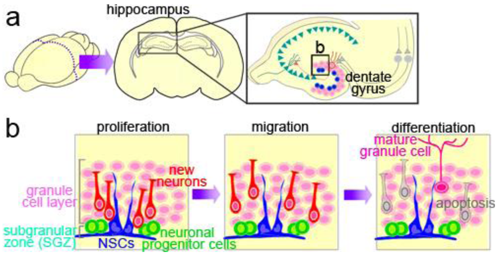Genes 02 00107f2 1024