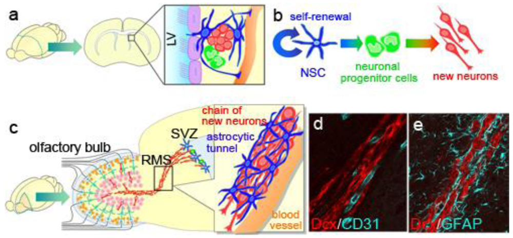 Genes 02 00107f3 1024