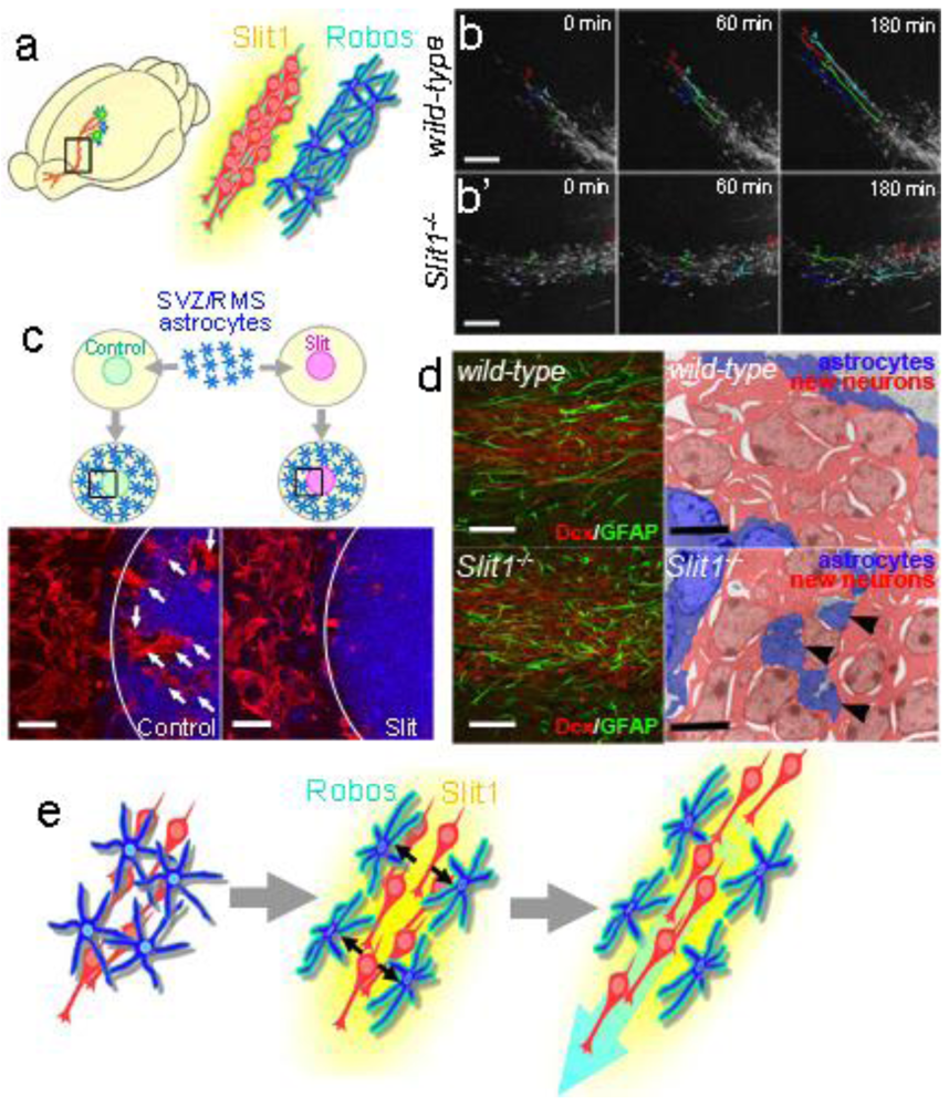 Genes 02 00107f4 1024