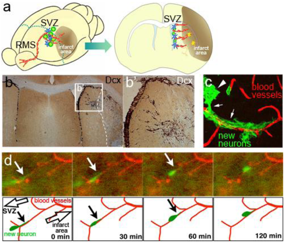 Genes 02 00107f5 1024