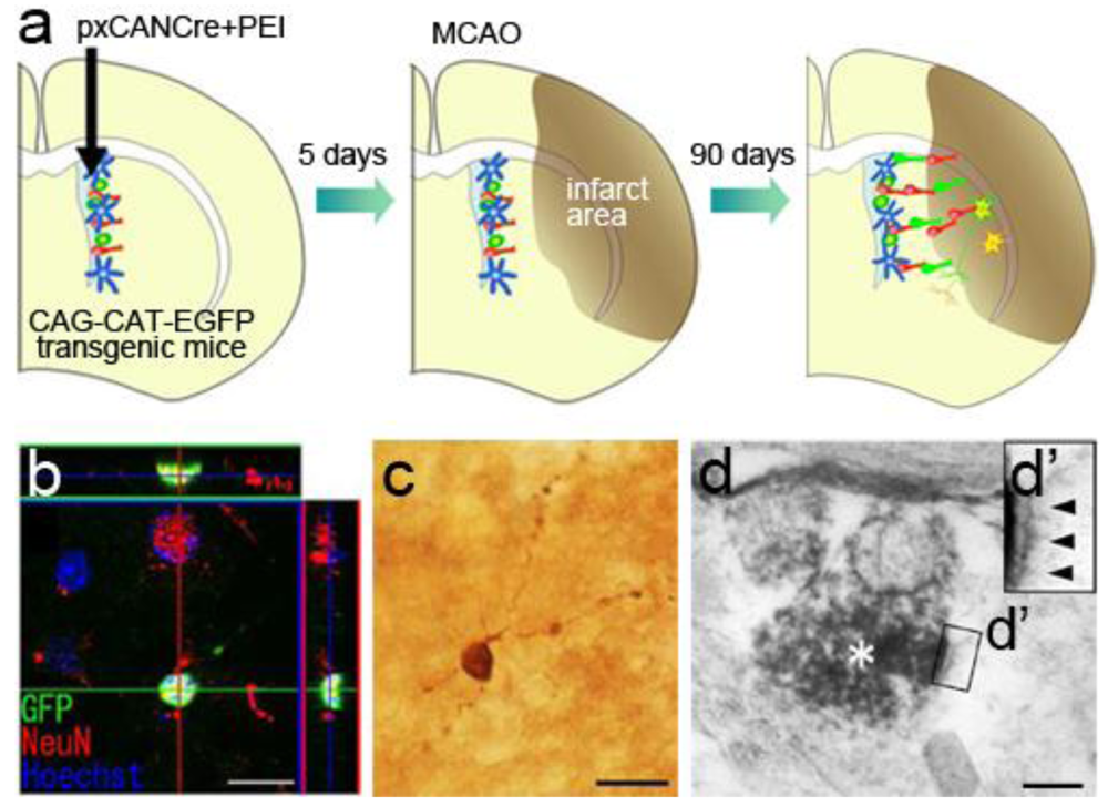 Genes 02 00107f6 1024