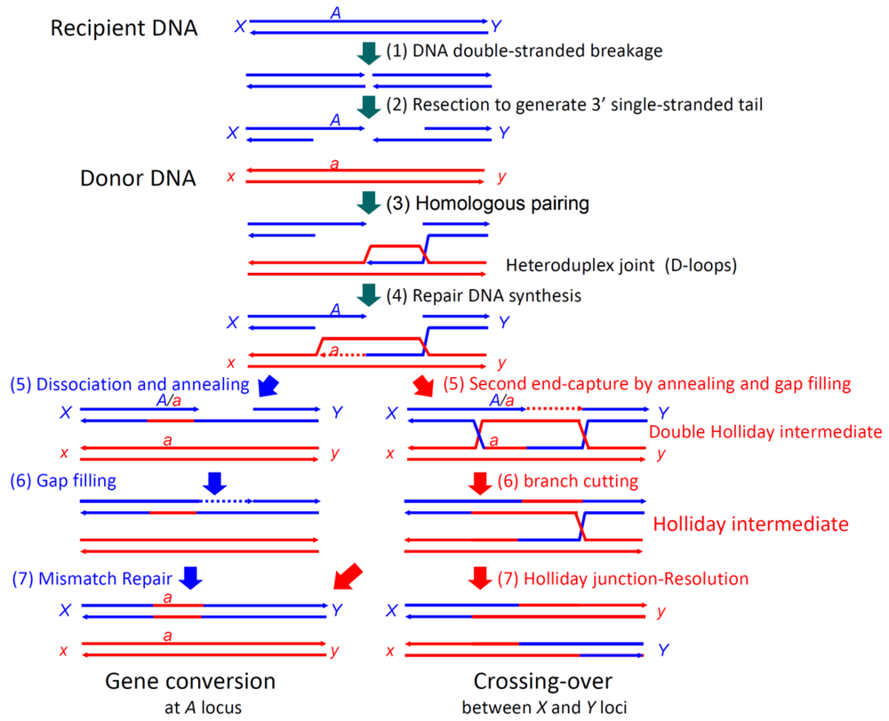 Genes 02 00169f1 1024