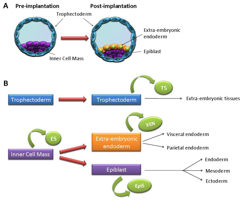 Genes 02 00229f1 1024