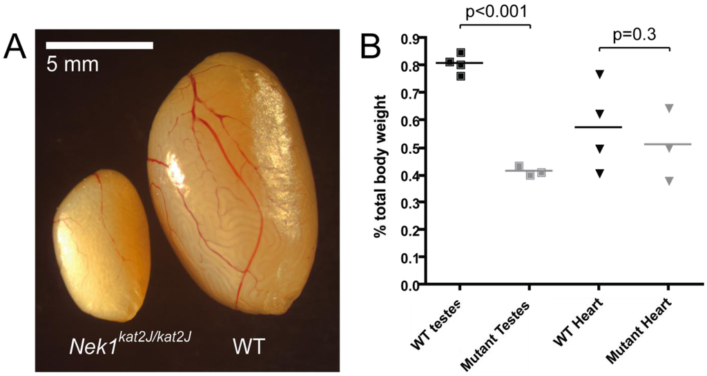 Genes 02 00260f1 1024