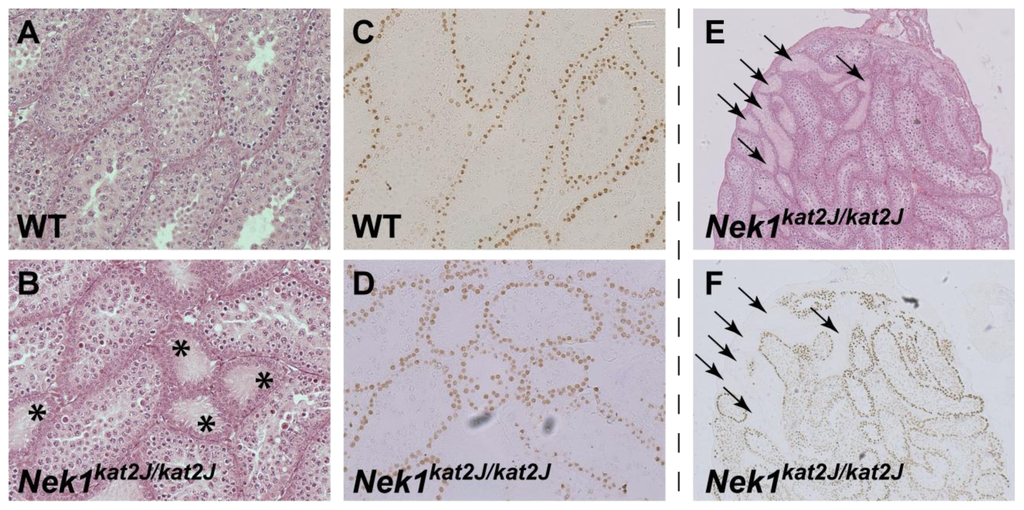 Genes 02 00260f2 1024