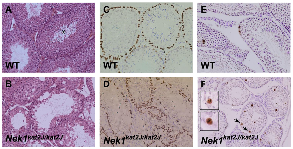 Genes 02 00260f3 1024
