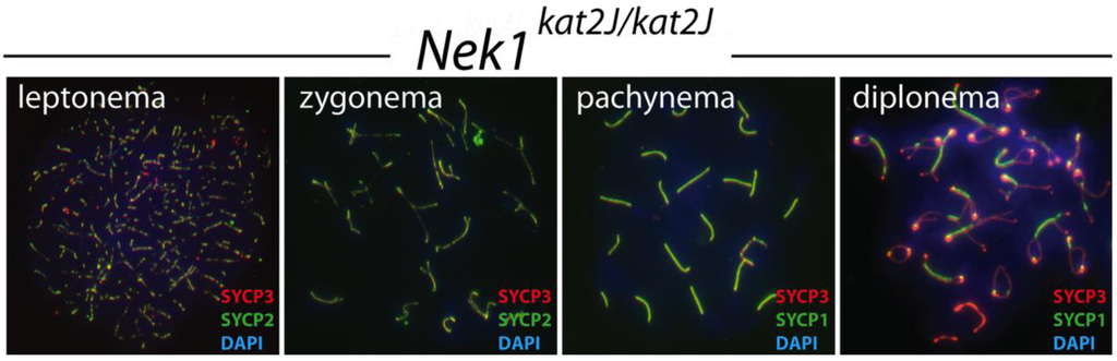 Genes 02 00260f4 1024