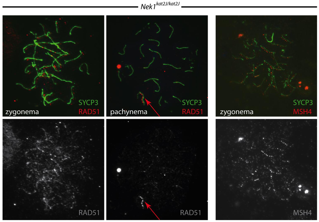 Genes 02 00260f5 1024