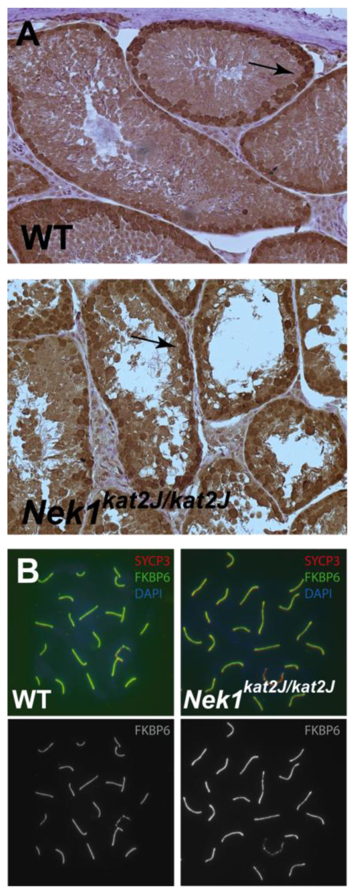 Genes 02 00260f6 1024