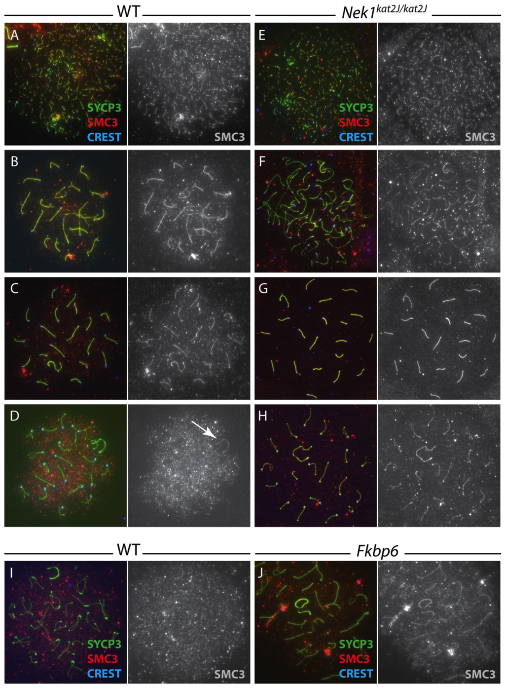 Genes 02 00260f7 1024