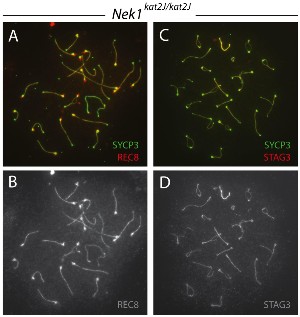 Genes 02 00260f8 1024