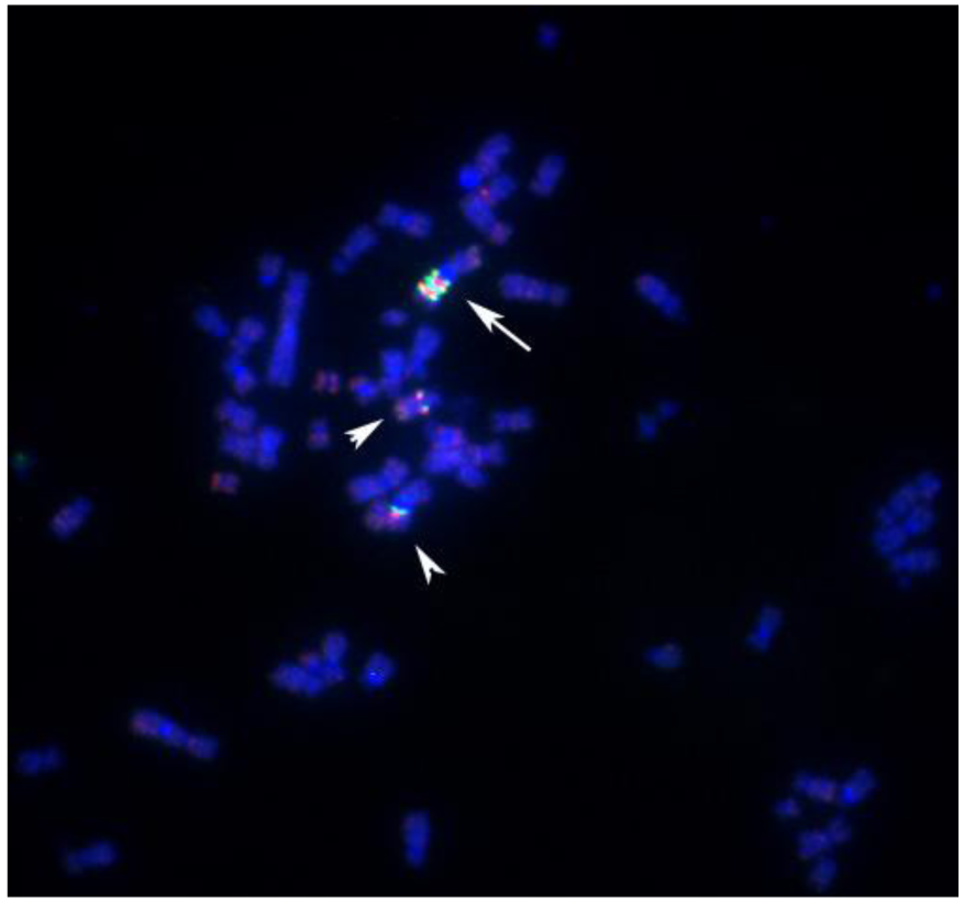 Genes 02 00397f5 1024