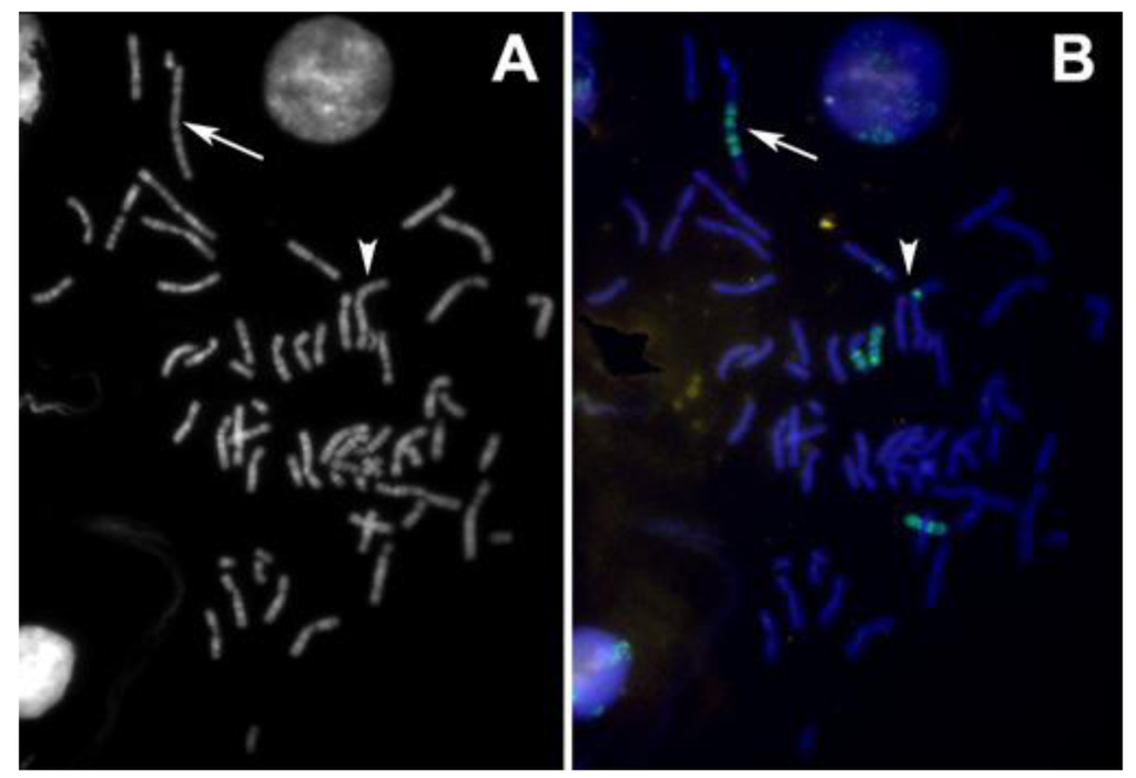 Genes 02 00397f6 1024