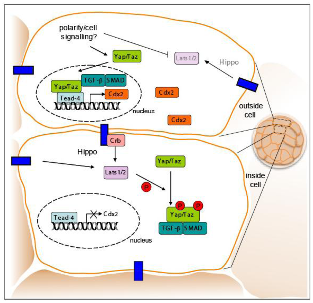 Genes 02 00420f7 1024