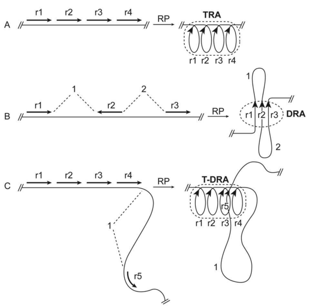 Genes 02 00502f1 1024