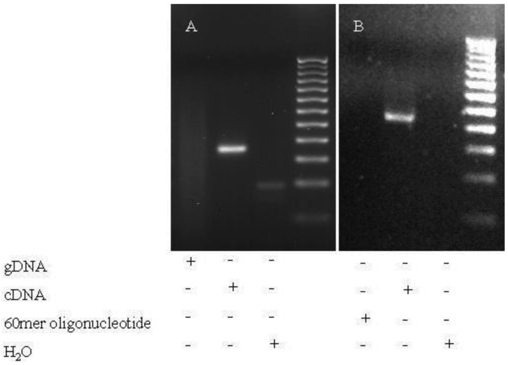 Genes 02 00562f1 1024