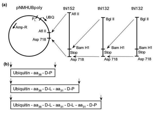 Genes 02 00608f1 550