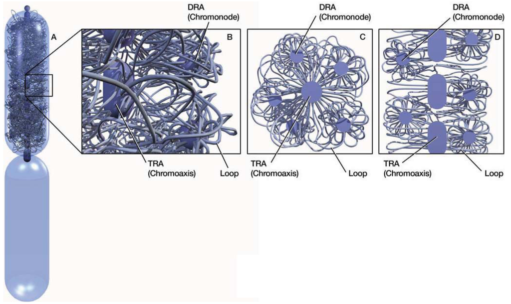 Genes 02 00661f1 1024