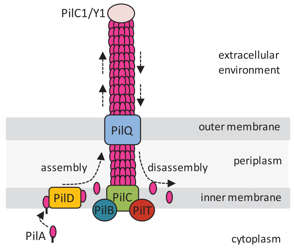 Genes 02 00706f1 1024