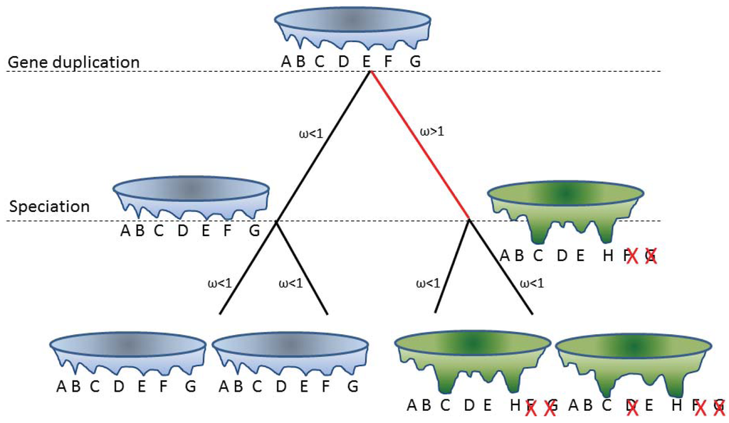 Genes 02 00748f2 1024