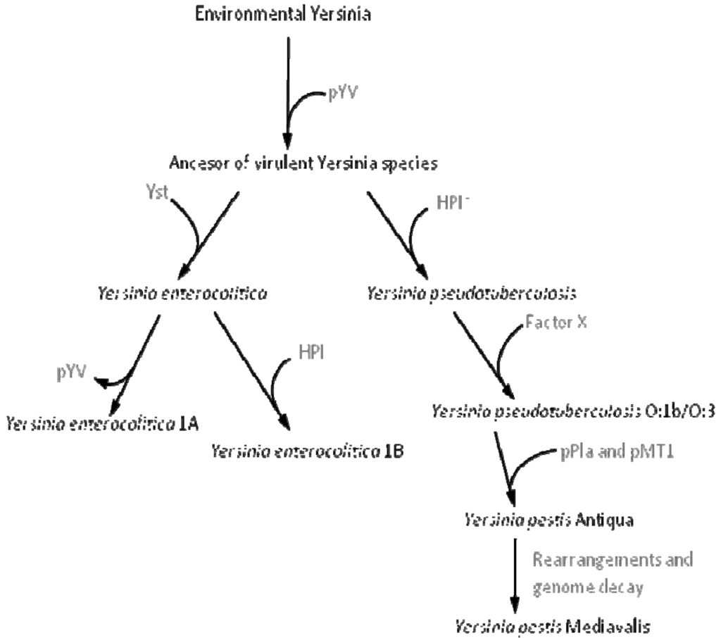 Genes 02 00804f1 1024