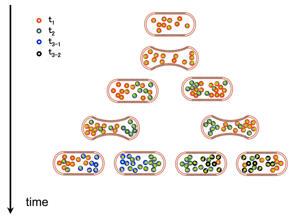 Genes 02 00998f2 1024