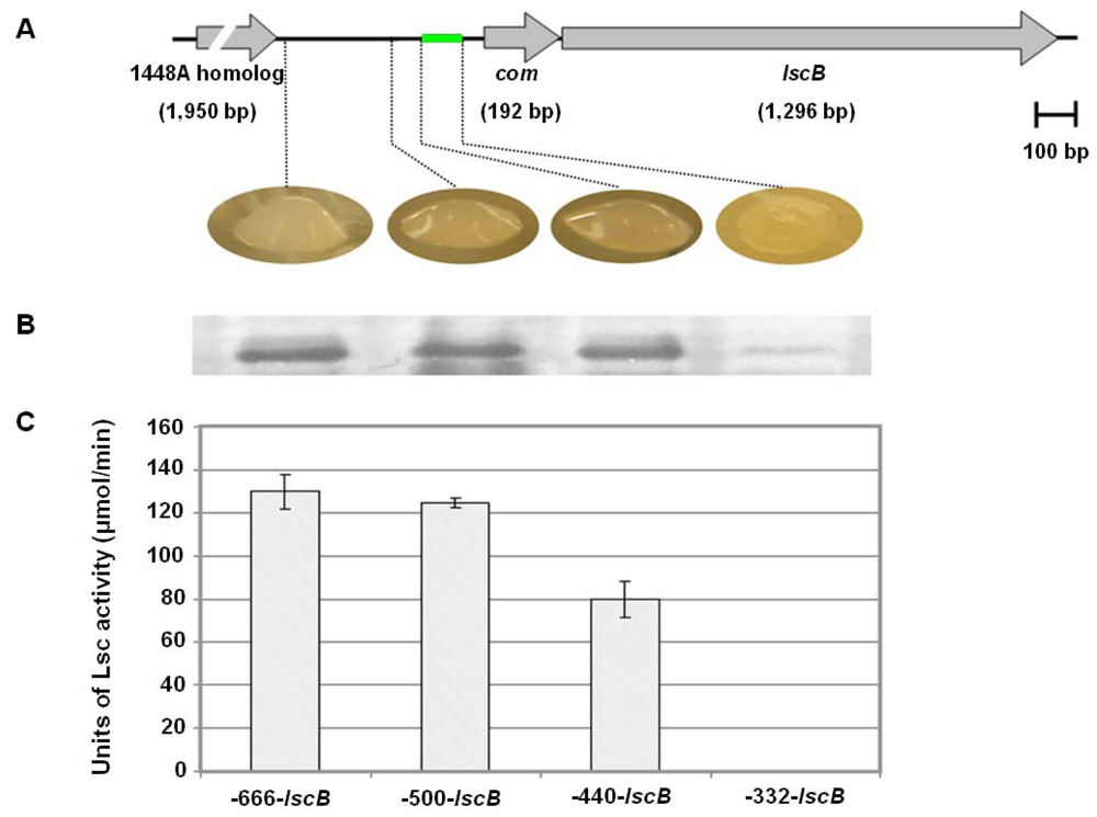 Genes 03 00115 g003 1024