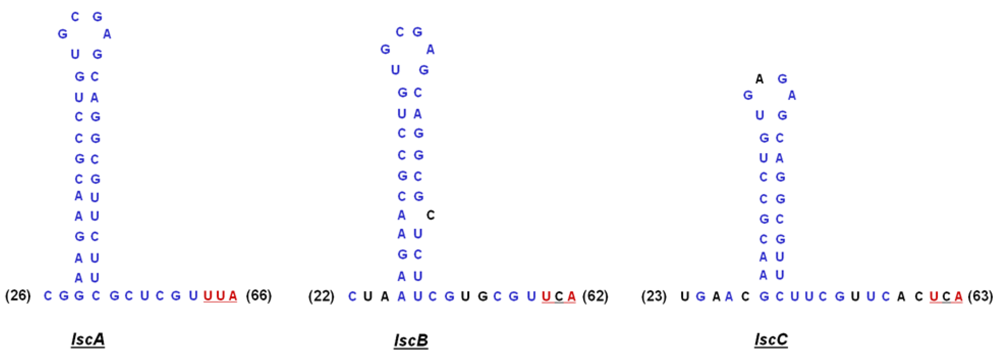 Genes 03 00115 g008 1024