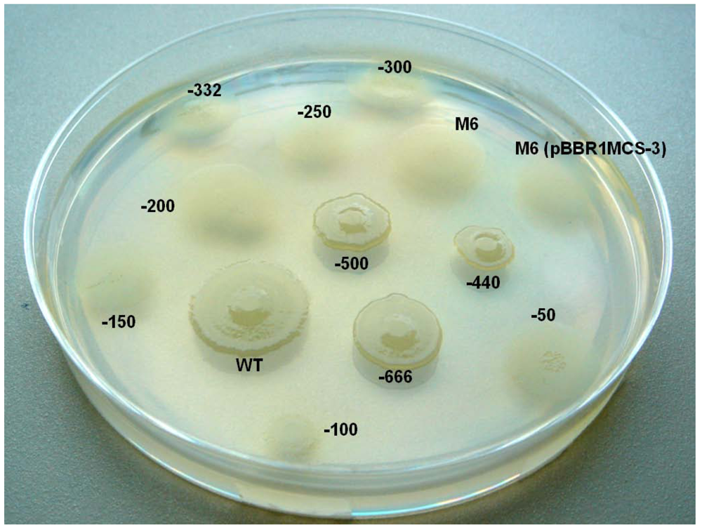 Genes 03 00115 g009 1024