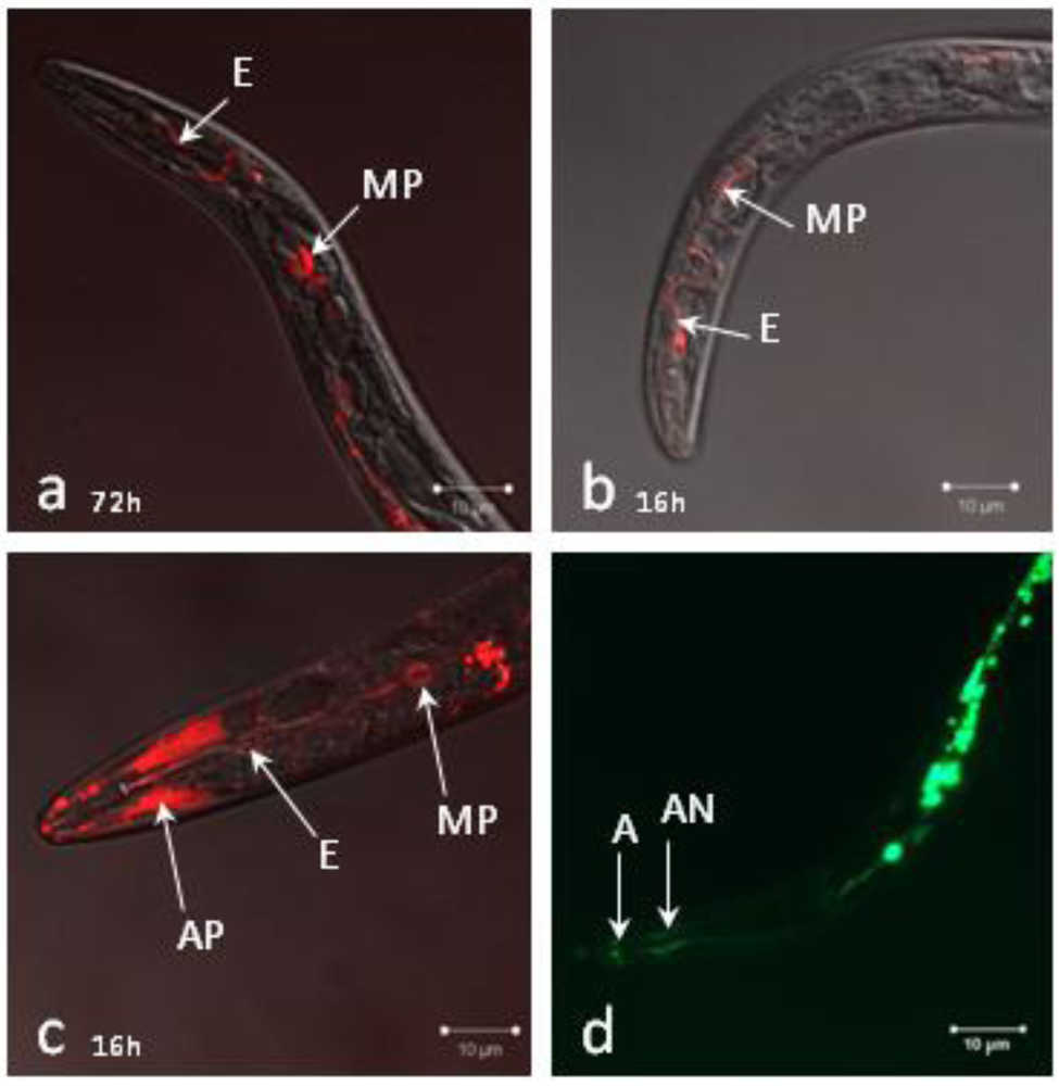Genes 03 00391 g001 1024