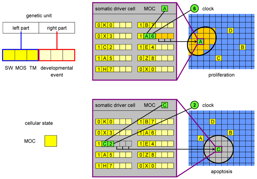 Genes 03 00492 g002 1024