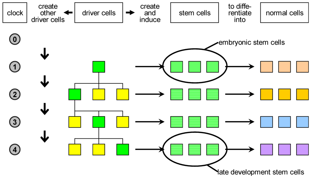 Genes 03 00492 g003 1024