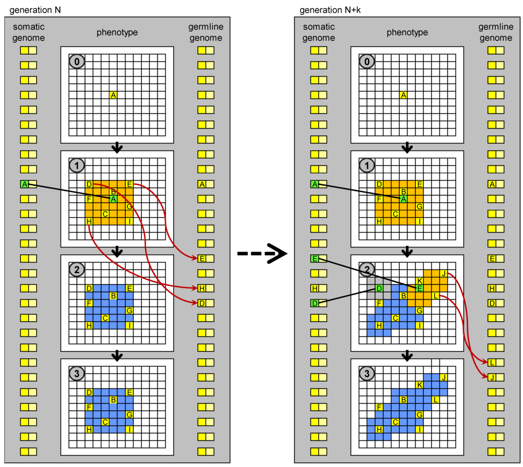 Genes 03 00492 g005 1024