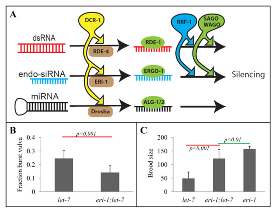 Genes 03 00671 g001 550