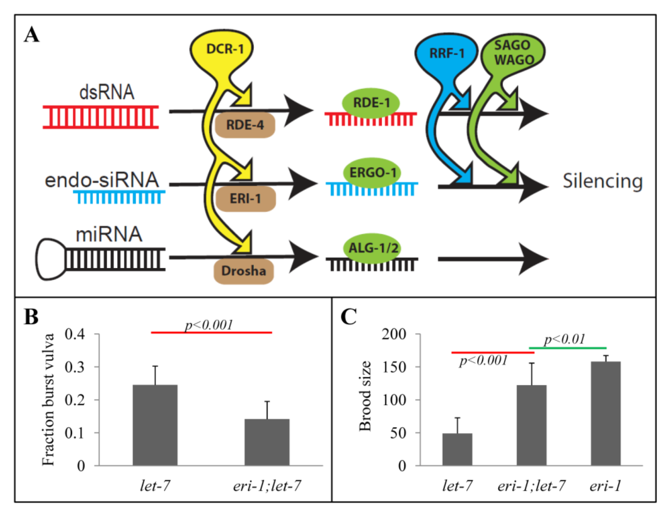 Genes 03 00671 g001