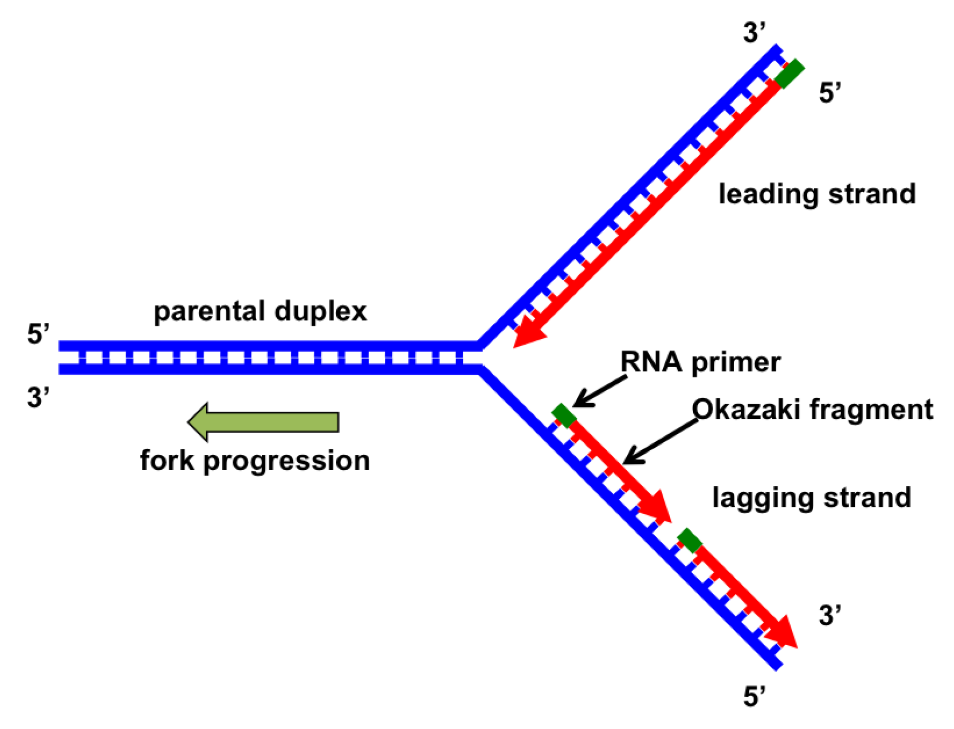 Replisome structure