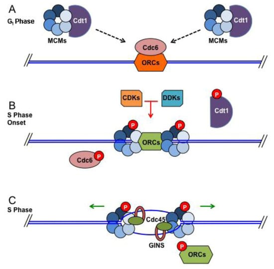 Genes 04 00001 g003 550