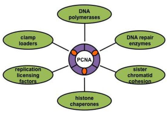 Genes 04 00001 g004 550