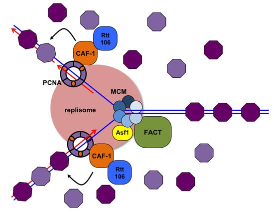 Genes 04 00001 g005 550