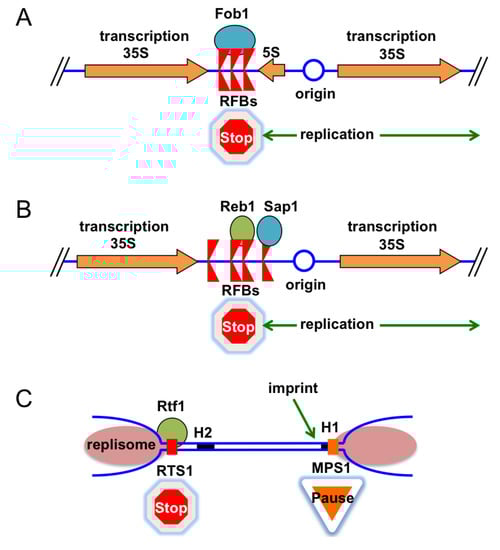 Genes 04 00001 g006 550