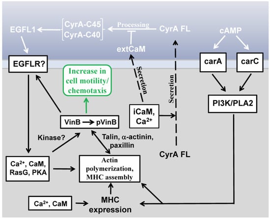 Genes 04 00033 g002 550