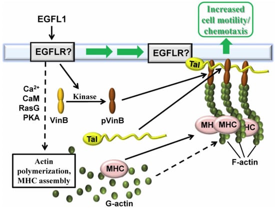 Genes 04 00033 g003 550