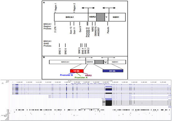 Genes 04 00226 g001 550