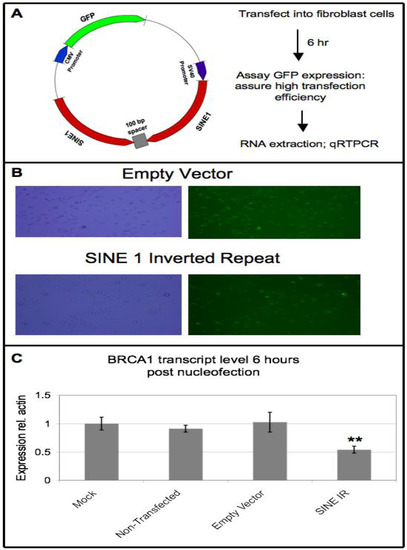 Genes 04 00226 g005 550