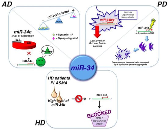 Genes 04 00244 g003 550