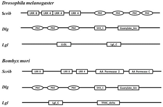 Genes 04 00264 g001 550