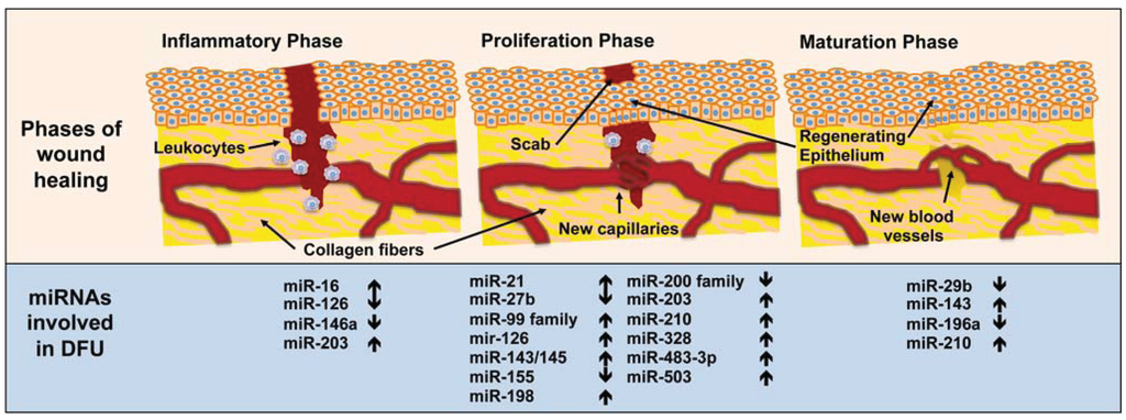 Genes 05 00926 g001 1024