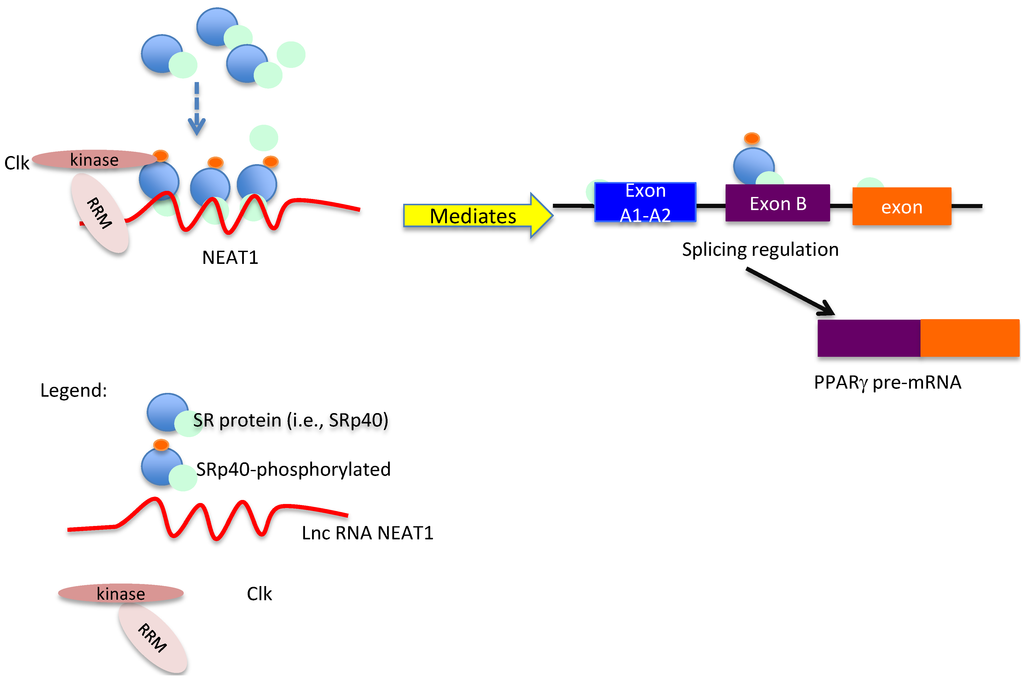 Genes 05 01050 g005 1024
