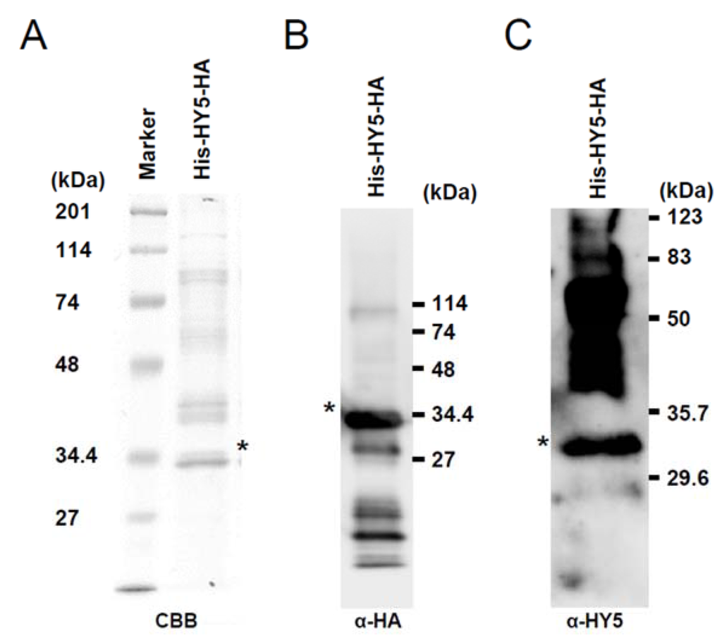 Genes 05 01115 g001 1024